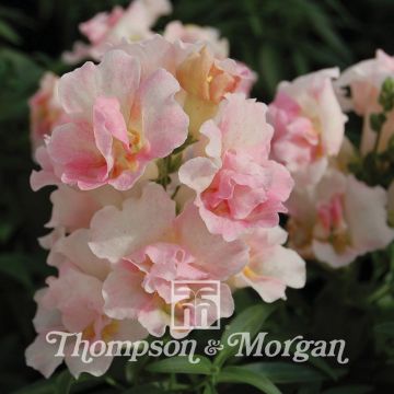 Leijonankita Twinny Appleblossom F1 Hybrid (siemenet)