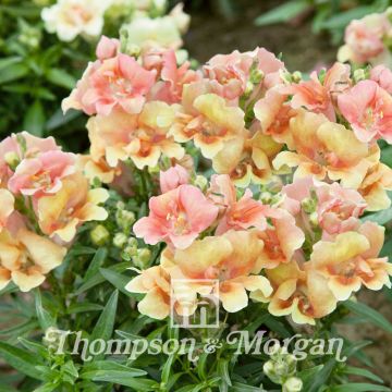 Leijonankita Nanum Twinny Peach F1 Hybrid (siemenet)