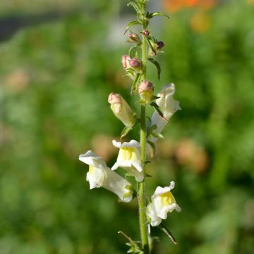 Leijonankita - Antirrhinum braun-blanquetii