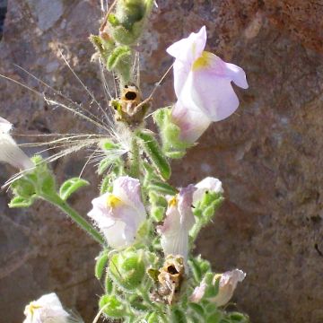Leijonankita - Antirrhinum hispanicum