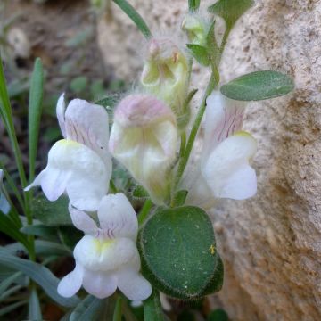Leijonankita - Antirrhinum molle