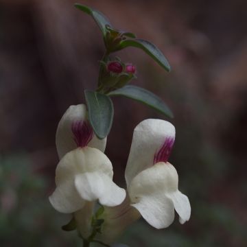 Leijonankita - Antirrhinum sempervirens