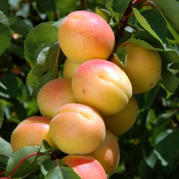 Aprikoosihybridi Cot'n Candy