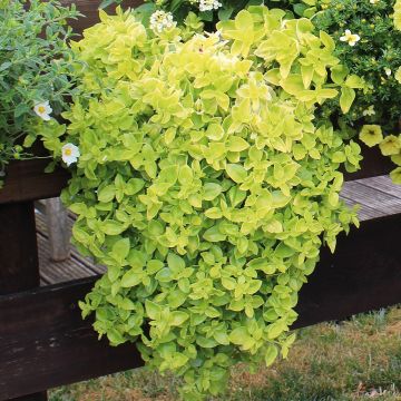 Mesiherttalehti Golden Cascade