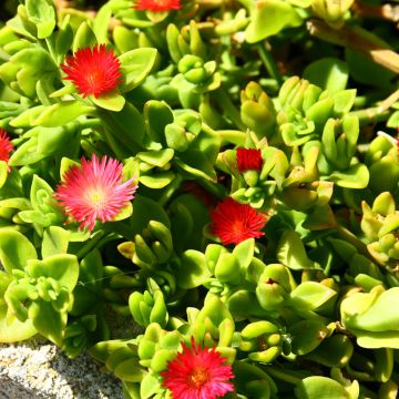 Mesiherttalehti - Aptenia cordifolia