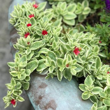 Mesiherttalehti Variegata