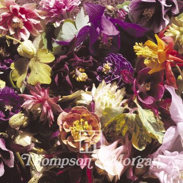 Lehtoakileija Crown Jewels Mixed (siemenet)