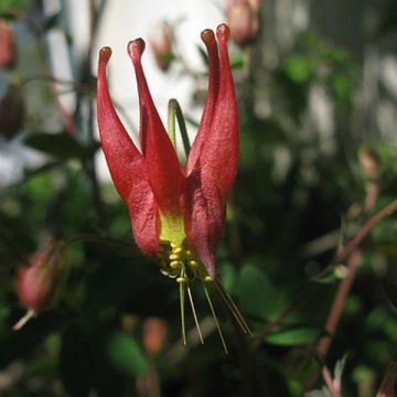 Kanadanakileija Little Lanterns
