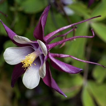 Akileija - Aquilegia rockii
