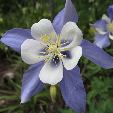 Siperianakileija - Aquilegia sibirica