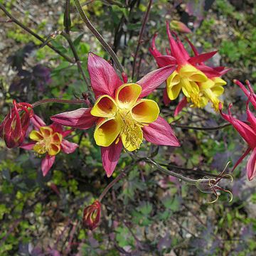 Meksikonakileija - Aquilegia skinneri