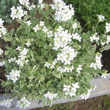 Kaukasianpitkäpalko Variegata