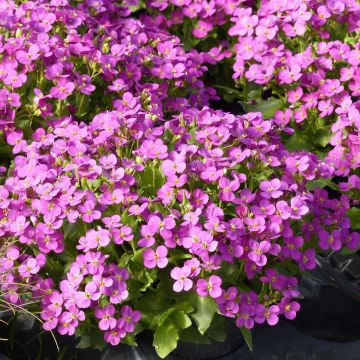 Kaukasianpitkäpalko Roselite