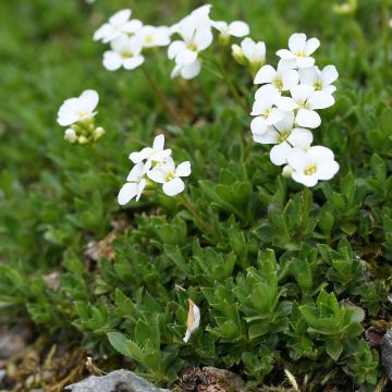 Pitkäpalo - Arabis scopoliana