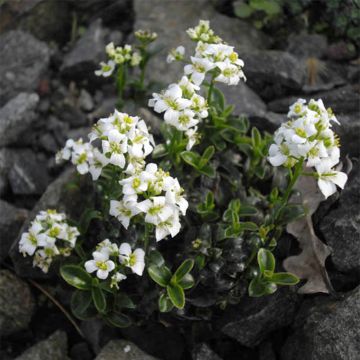 Pitkäpalo - Arabis x suendermannii