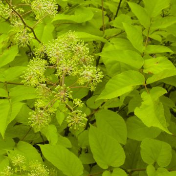 Hertta-aralia Sun King