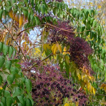 Piikkiaralia - Aralia elata