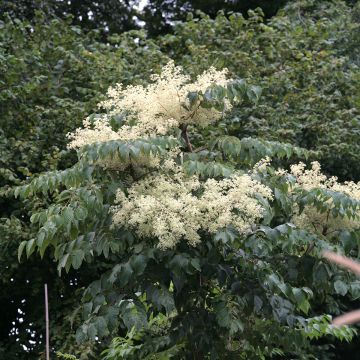 Piikkiaralia Golden Umbrella