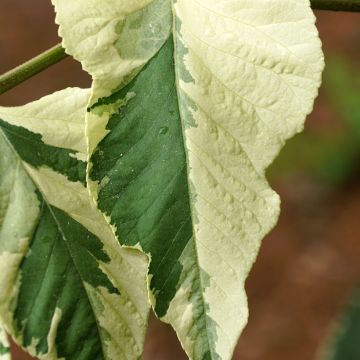Piikkiaralia Silver Umbrella
