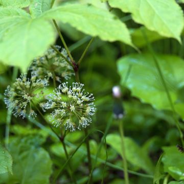 Peittoaralia - Aralia nudicaulis