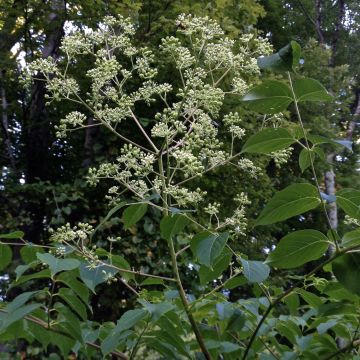 Lännenaralia - Aralia spinosa