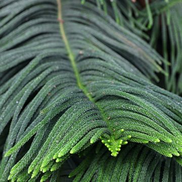 Norfolkinaraukaria - Araucaria heterophylla