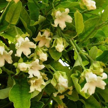 Silkkiköynnös Alba