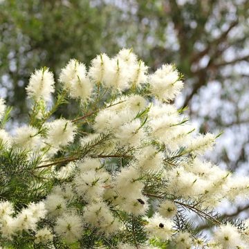 Teepuu - Melaleuca alternifolia