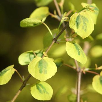 Katsura Chameleon