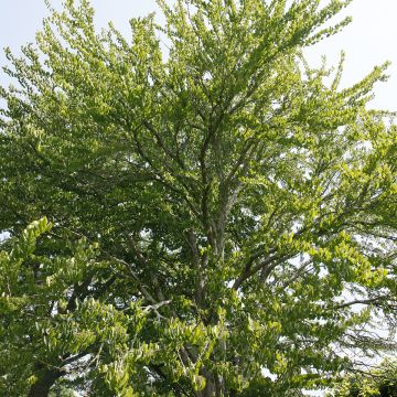 Isolehtikatsura - Cercidiphyllum magnificum