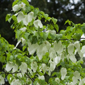 Kyyhkyspuu - Davidia involucrata