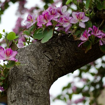 Kirjobauhinia - Bauhinia variegata