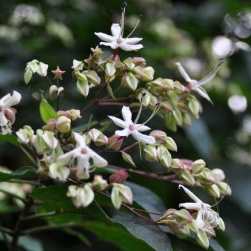 Isokohtalonpensas Fargesii
