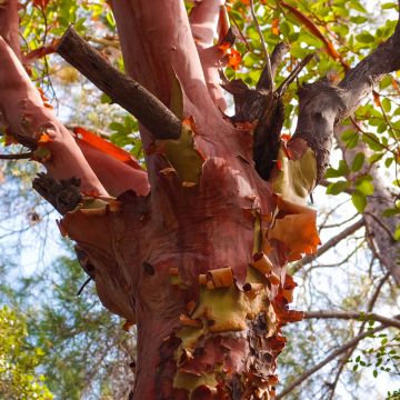 Idänmansikkapuu - Arbutus andrachne
