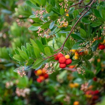 Lännenmansikkapuu - Arbutus unedo