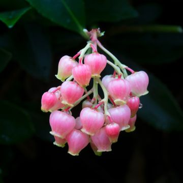 Lännenmansikkapuu Rubra