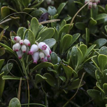 Sianpuolukka - Arctostaphylos uva-ursi