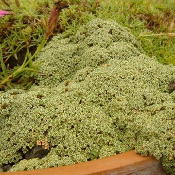 Arho - Arenaria tetraquetra subsp. amabilis