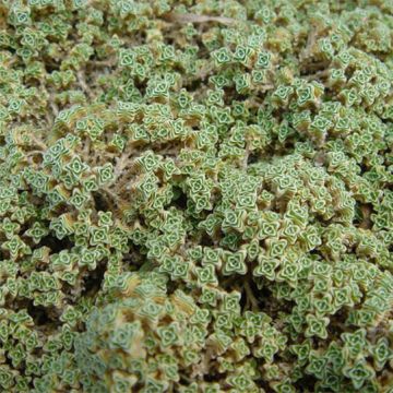 Arho - Arenaria tetraquetra subsp. granatensis