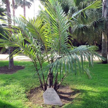 Arenga englerii