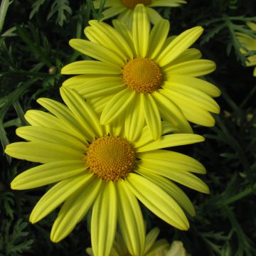 Kanarianmarketta Jamaïca Primerose