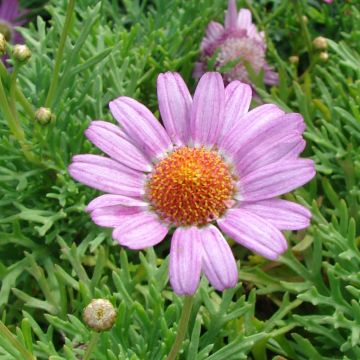 Kanarianmarketta Petite Pink
