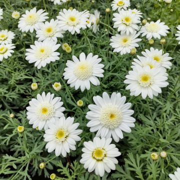 Kanarianmarketta Qinta White