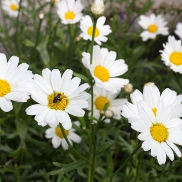 Kanarianmarketta Everest White
