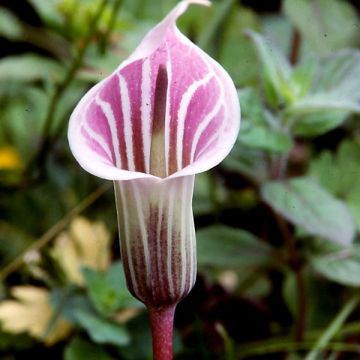 Neidonkärsäkalla - Arisaema candidissimum