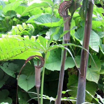 Kärsäkalla - Arisaema ciliatum