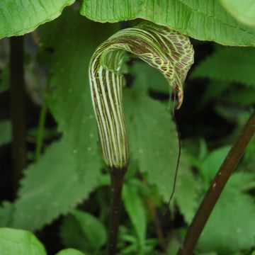 Kärsäkalla - Arisaema concinnum