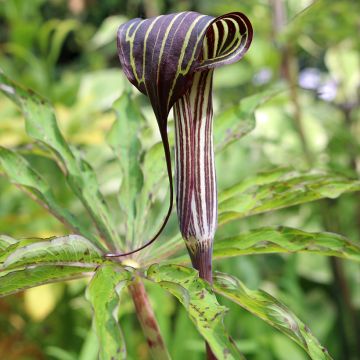 Kärsäkalla - Arisaema consanguineum