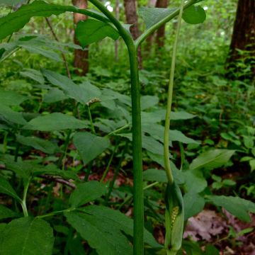 Puikkokärsäkalla - Arisaema dracontium