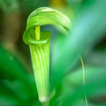 Kiinankärsäkalla - Arisaema erubescens